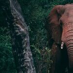 The Elephant Effect
