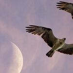 The Function of Double Conjunctions