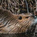 Under the Beaver Supermoon