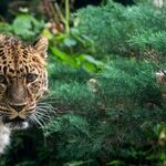 Primal Drive; Mars and Jupiter Trine