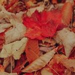 Mercury's Trust Fall