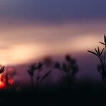 Sagittarius Sun's Last Breath