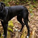 Danes and Dachshunds