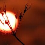 The Red Neptune Transit