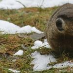 Retrograde Groundhog Day