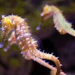Blessing of the Seahorse