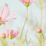 Trine of Flower Power