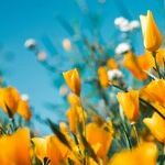 Full Bloom in the Time of Floralia