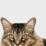 Cat Scratch Fever