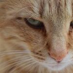 Venus Disgruntled