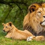 Late Leo Season Opportunities