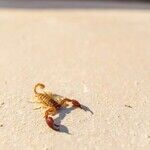 Once Upon a Scorpio Moon