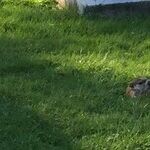 Sagittarius Moon and the Groundhog