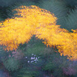 Spring Equinox