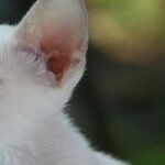 Cosmic Cat Energy