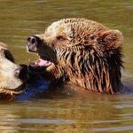Lions and Venus and Bears -- Oh, My!