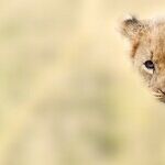 Early Leo Sun