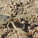 Forgiveness and the Scorpio Moon