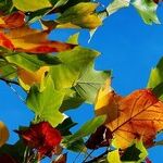 Happy Mabon