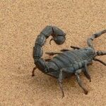 Scorpio Sun