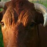 Taurus Supermoon