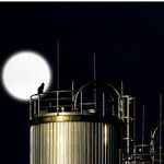 Stinging Moon