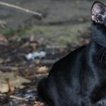 Mercury Lauds Friday the 13th
