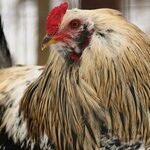 Welcoming the Fire Rooster