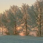 Early Degrees of the Aquarius Sun