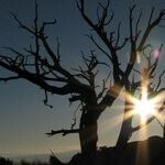 The Sun and Venus Align