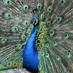 Braggadocio Mercury Alignment