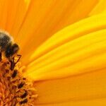 Busy-Bee Moon