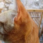 The Animal Angle of Venus and Pluto