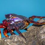 New Moon in Cancer