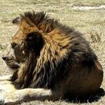 New Moon in Leo