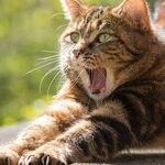 Venus the Kitty Cat