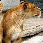 Double-Leo Love Alert