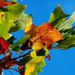 Happy Fall Equinox