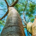 Roots and the Cancer Moon