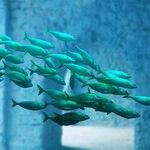 Pisces Lunar Options