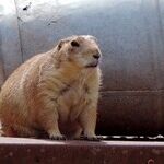 Virgo Moon Rules Groundhog Day