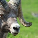 Capricorn Holiday Countdown