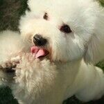 Bring on the Dog Days!