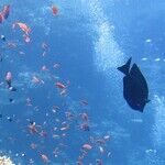The Fish Sun and Fleeting Feelings