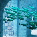 Slippery Fish Moon