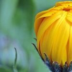 Spring Equinox