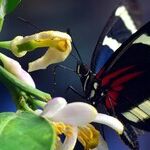 Mercury, Saturn and Insects