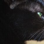 New Moon, New Eyes