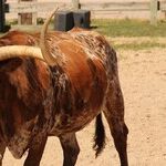 Taurus Moon Agitates Egos