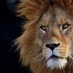 Lionhearted Father's Day